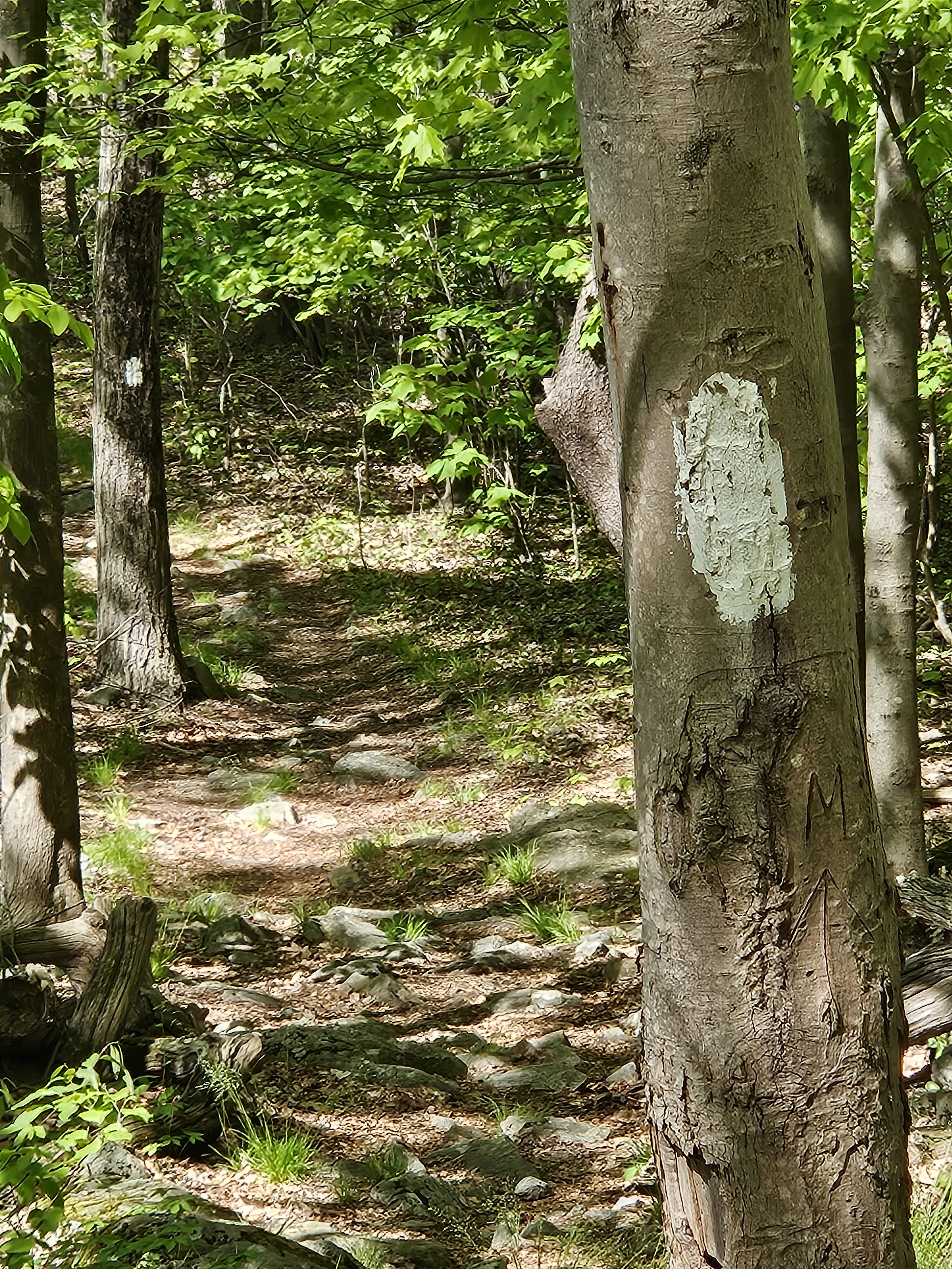 A white blaze marker on a tree along a wooded Appalachian Trail path